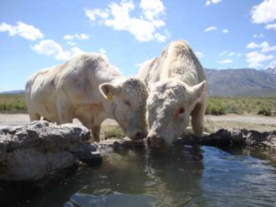Two bulls just want a little drink from the spring
