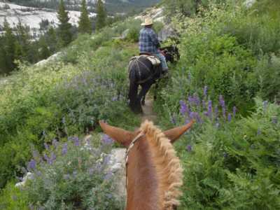 Wildflower garden switchbacking down the trail