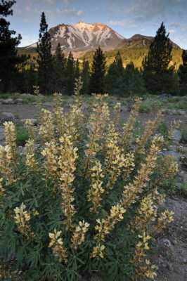 Sunrise on Lassen Peak from Devasted Area view point