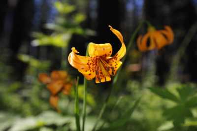 Wildflower