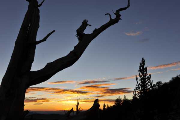 Almost sunrise at the Bristlecones, and there are clouds!
