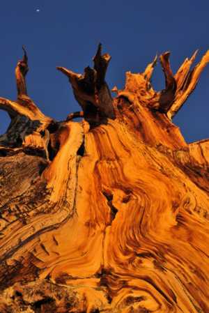 Sunrise on dead bristlecone