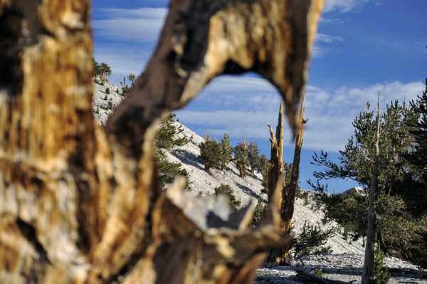 Patriarch Grove of the Ancient Bristlecones