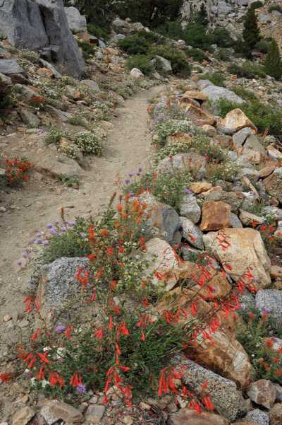 Wildflowers along the Piute Pass trail