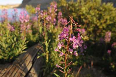 Last light on fireweed at Loch Leven