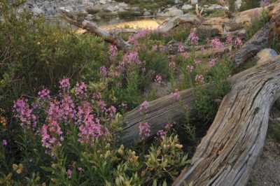 Good morning, fireweed!