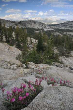 Looking east, Mt Conness in the distance