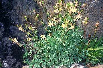 Amazing flowers at Goethe Lake
