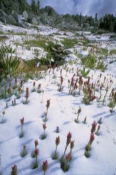snow flowers