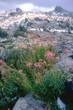 snow flowers