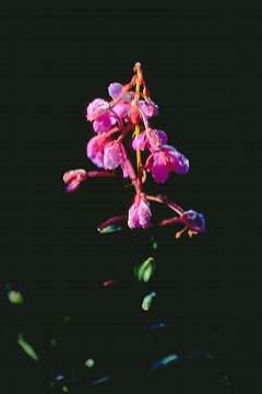 snow flower