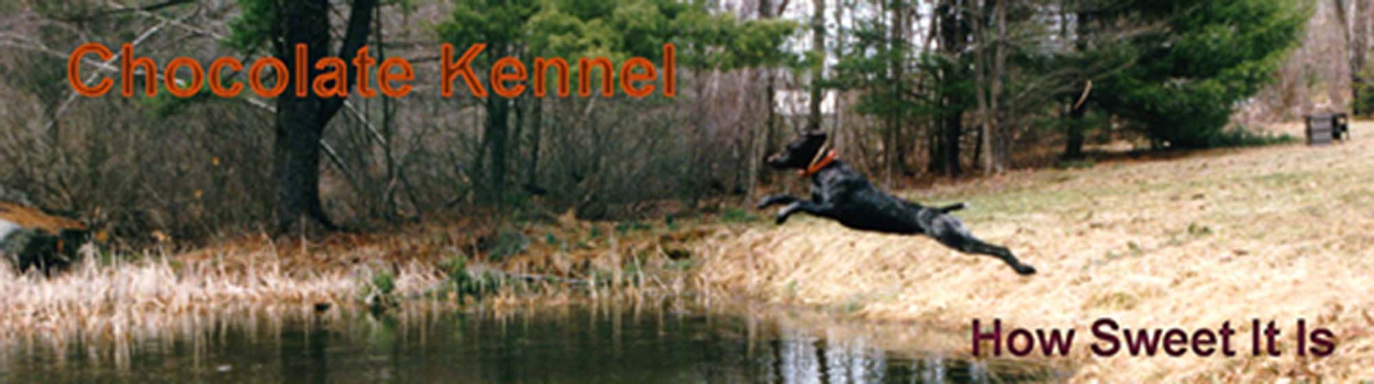 Mousse entering water for a retrieve