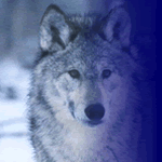 lc_wolf_logo.gif