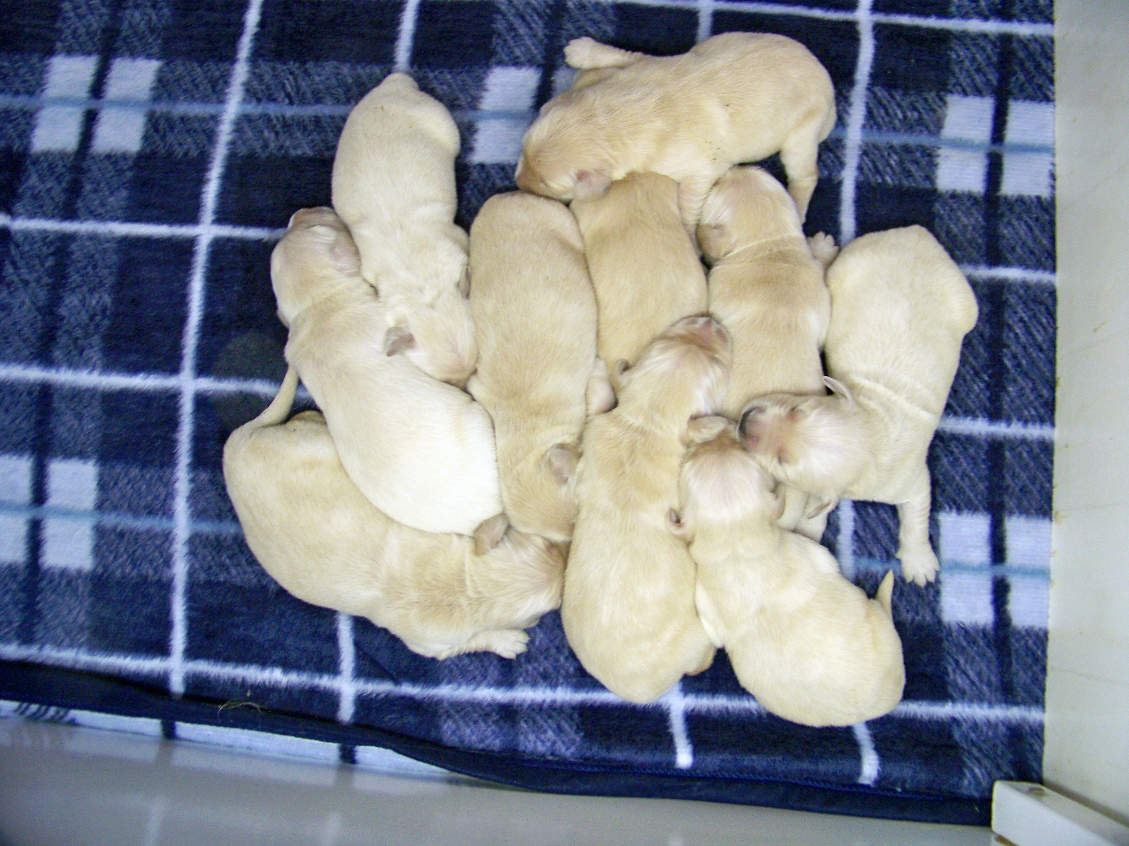 oneweekold03132011032.JPG