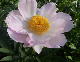 Peonies.JPG