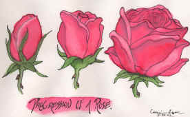roses-2.jpg (149872 bytes)