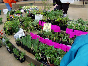 plantsale2.jpg