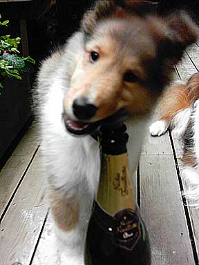 Nicky wants more champagne!