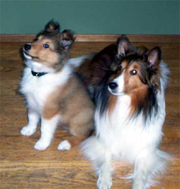 Nicky 10 weeks old w/ Minet 6 years old