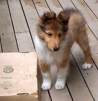 Nicky 12 weeks old attaching a box!