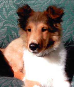 Nicky at 13 weeks of age.