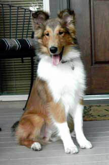 Nicky after his first complete grooming!  Look at those ears!