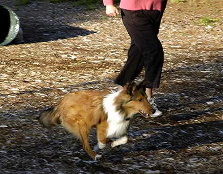 Nicky at agility practice running like a wild boy!