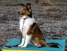 Nicky sits on the agility table at 6 months old
