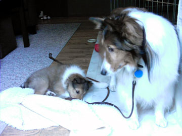Nicky & Minet - her leash is his favorite toy!