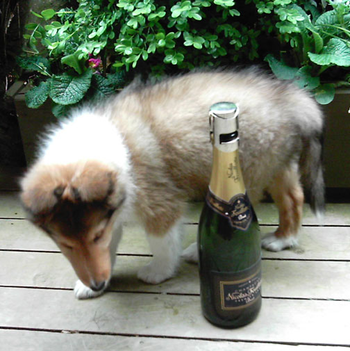 Minet meets champagne