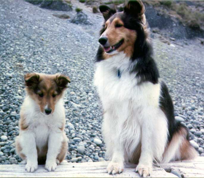 Mom's sheltie Amber as a puppy with S'Koshi