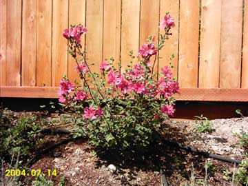 Lavatera really grows fast!