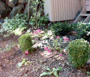 Relocated many plants from other areas