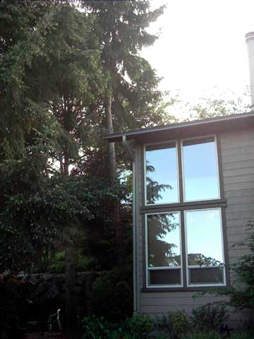Tall fir tree removed Summer of 2005