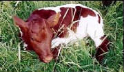 newcalf.jpg