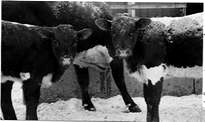 snowcalves.jpg