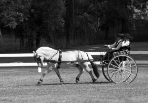 carriage_competitions_648.jpg