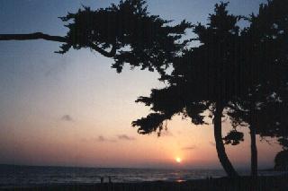 Carpenteria cypress sunset