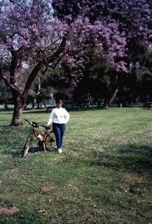 Jacarandas in S. El Monte