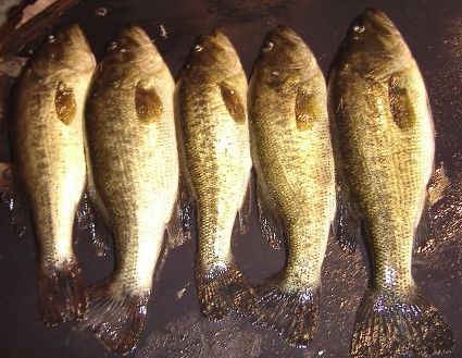 17inchlargemouth..jpg