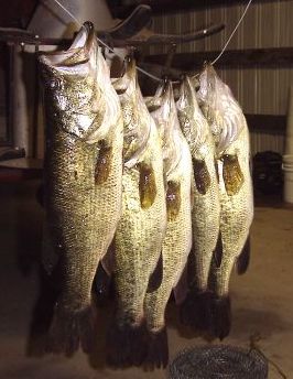 BASS..jpg