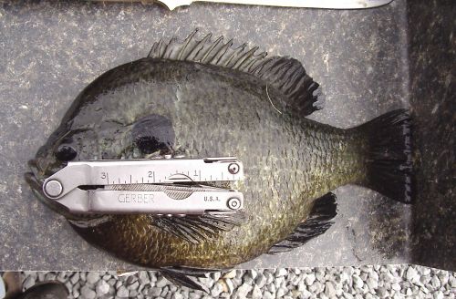 bluegill1.jpg