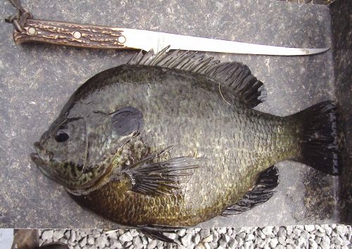 bluegill2.jpg
