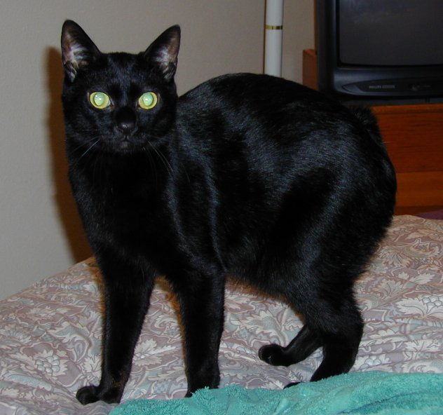 Eddie on the Bed