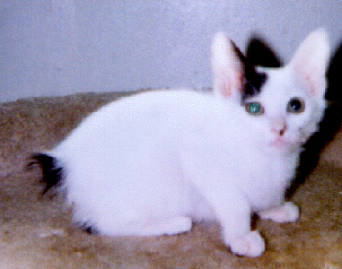 Kyouju's kitten pic