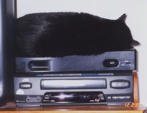 Lilith napping on the video gear