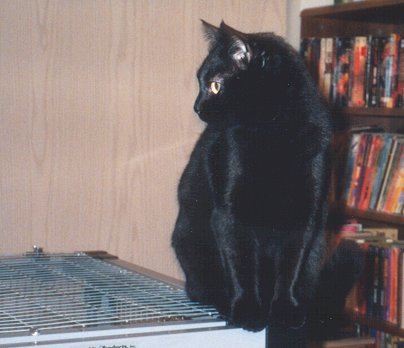 Lilith watching the room from a good perch