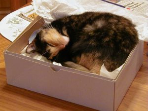 BritchesInaBox.jpg