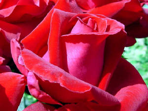 redrose.jpg