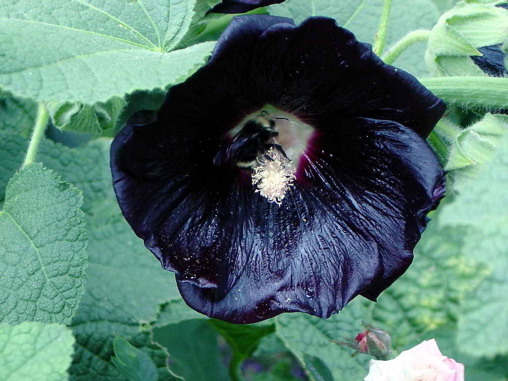 blackflower.jpg